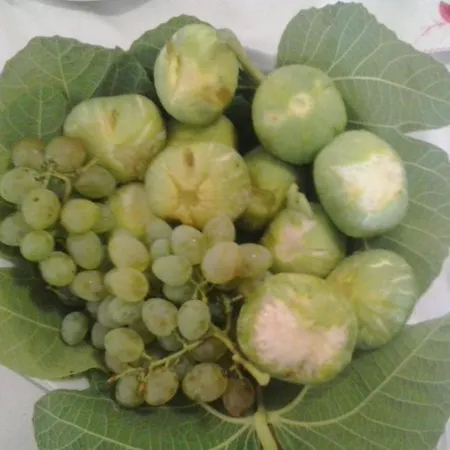 Clamarema Oda ve Kahvaltı Melendugno